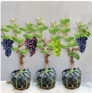 Rose Grape Saplings Potted Package Survive with Soil Fruit Saplings Planted in the North and South to Bear Fruit in the Same Year