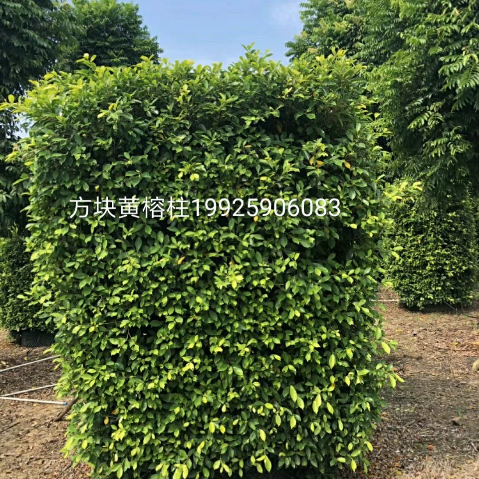 Базовая поставка квадратной колонны желтого баньяна высотой 2-3 метра