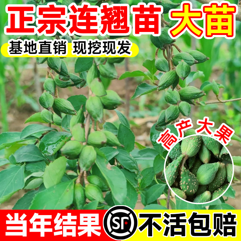 连翘树苗药用高产大果庭院盆地栽果树苗木青翘种苗酸枣南北方种植