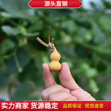 手捻葫芦种子葫芦籽种易种小盆栽树文玩小亚腰葫芦籽种葫芦秧苗