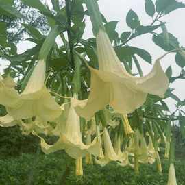 木本曼陀罗花白色黄色粉红色花卉绿植天花曼珠沙华彼岸花小盆栽