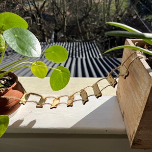 �羳 ����͹�ľ����Ů���K�� ΢���^ͥԺ�Ҿ��b� �Ĕz���ߔ[��