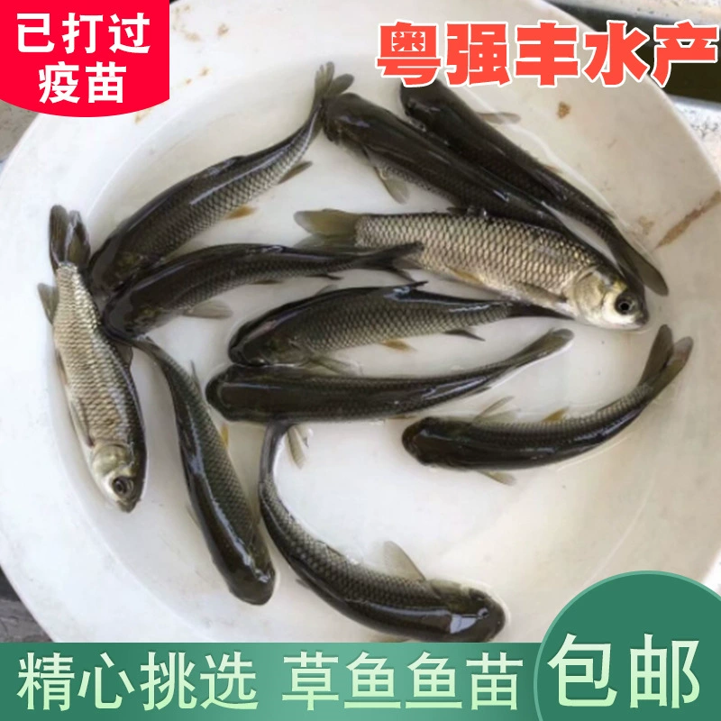 [Небольшая оптовая торговля] Гуандун пресноводных мальков племенной базы для продажи