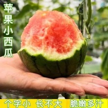 苹果西瓜种子阳台盆栽富含番茄红素皮薄甜脆小西瓜种子阳台盆栽