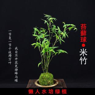 Bamboo Indoor Potted Hydroponic Moss Ball Zen Elegant Room Desktop Micro Bonsai Green Plant Bamboo Seedling Ornamental Bamboo Landscaping