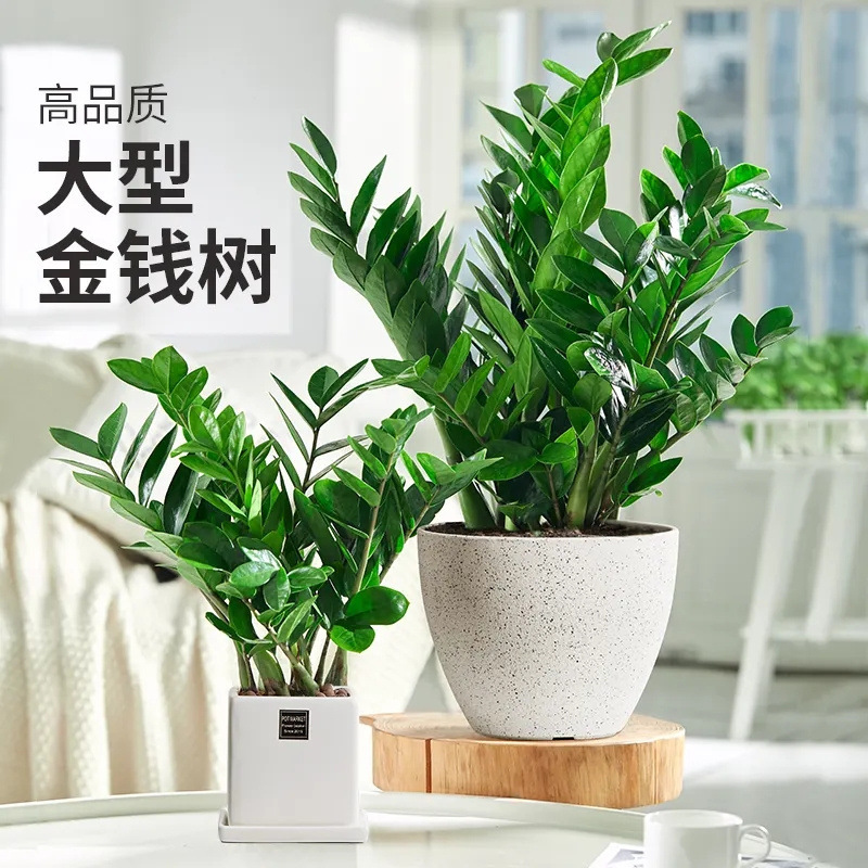 Money Tree Potted Indoor Plant, Large Living Room, Easy to Grow, Green Plant, Money String, Large and Small Money Tree Bonsai
