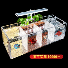 斗魚浴缸斗魚繁殖孵化隔離盒桌面養殖裝飾景觀亞克力生態排缸