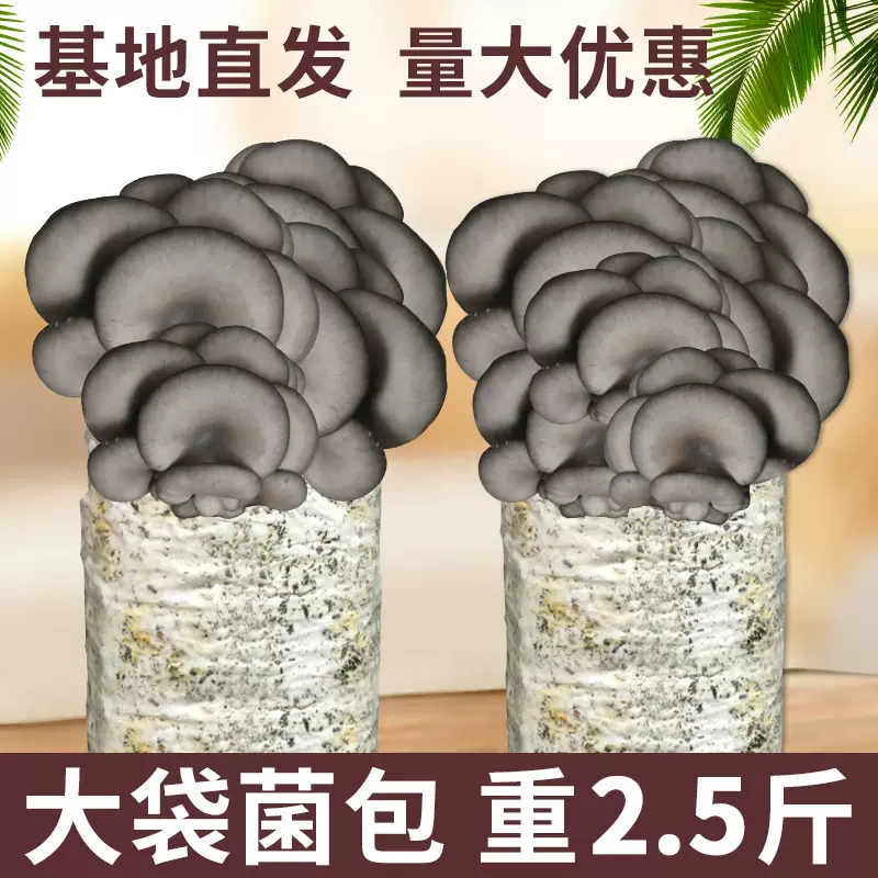 蘑菇种植包盒装平菇菌包食用菌幼儿园室内自己种礼品盆栽园艺礼品