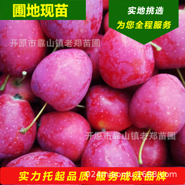 批发梨树家杏沙果树苗山里红大樱桃123苹果灯笼果东北占地结果树