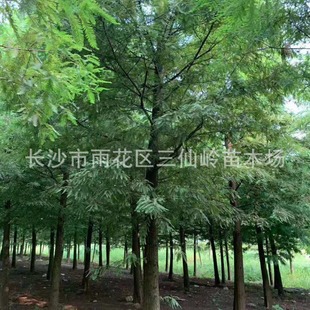 ˮɼ���l ���@�е��G����ľˮɼ���� ���Ե���ī��������ɼ��ɼ