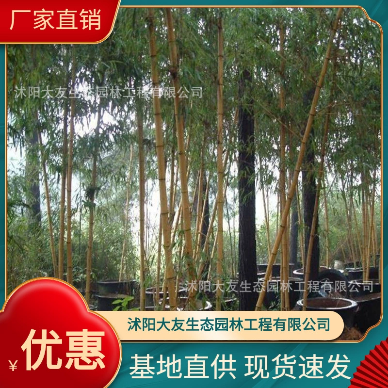 База Оптовая продажа Самостоятельного производства Черная присоска Бамбуковая рассада Живописный район Ландшафтный дизайн Дорожный садовый проект Озеленение рассады