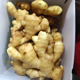 蒜;洋葱;块茎类