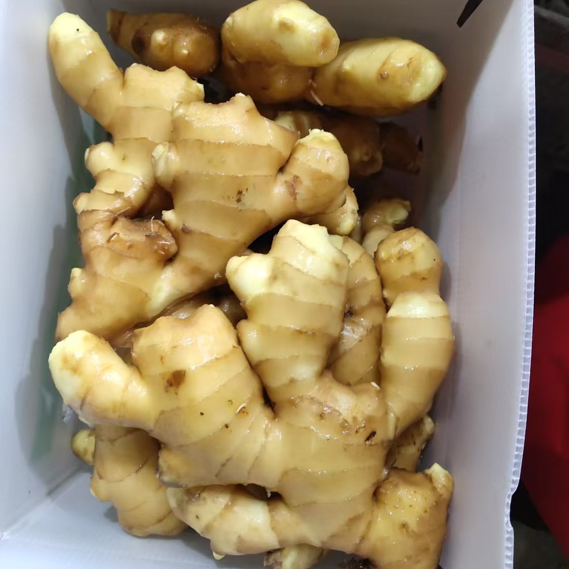 出非洲口大姜中东姜出马来生姜口大量供应价格优惠生姜ginger