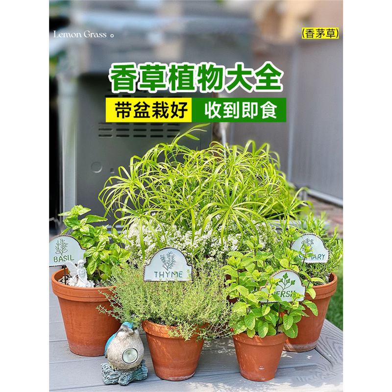 Mint, Rosemary, Thyme, Basil Leaves, Lemongrass, Perilla, Edible Mosquito Repellent Green Plants, Vanilla Spices, Leafy Potted Plants