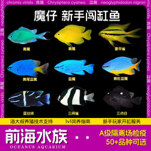 ��ħ�S���{ħ�S��z�t���c�׽z�q����ħ��ȸ���J���~�^�p��ˮ�~