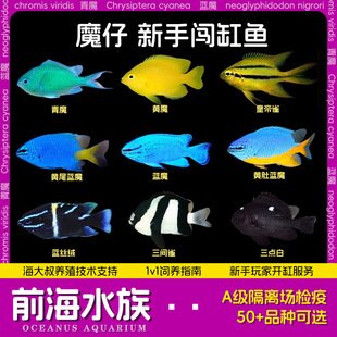 ��ħ�S���{ħ�S��z�t���c�׽z�q����ħ��ȸ���J���~�^�p��ˮ�~