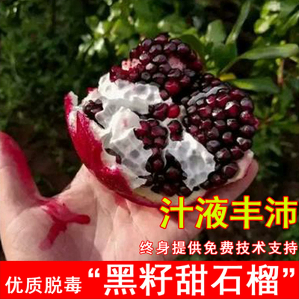 Гранатовое дерево Рассада Большая зеленая кора Мягкое семя Граната Рассада Двор Посадка в горшке Север и Юг Посадка плодовых деревьев Рассада года