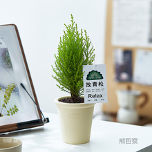 香松盆栽放青松绿植室内花卉办公室懒人好养活植物圣诞树节日礼物