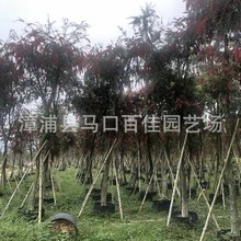 庭院园林小区绿化景观工程百佳园艺高度3米冠1米胸径10公分串钱柳