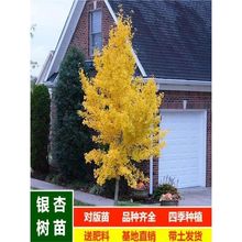 ���~�y�Ә���׹�����ͥԺ�e���G����ľ�е����y�Ӵ���ϱ����Nֲ