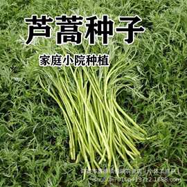 芦蒿种子水蒿柳蒿种子四季盆栽地栽阳台小院种植高产简单种植