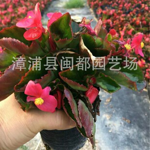 �ļ������ذ�10cm�I�B�����_���������������ֱ������������ֲ��