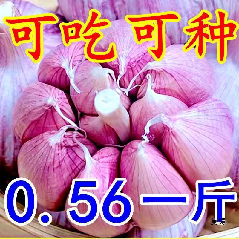 【低价】金乡紫皮大蒜头新干蒜大蒜头干蒜大新鲜大蒜整箱|undefined