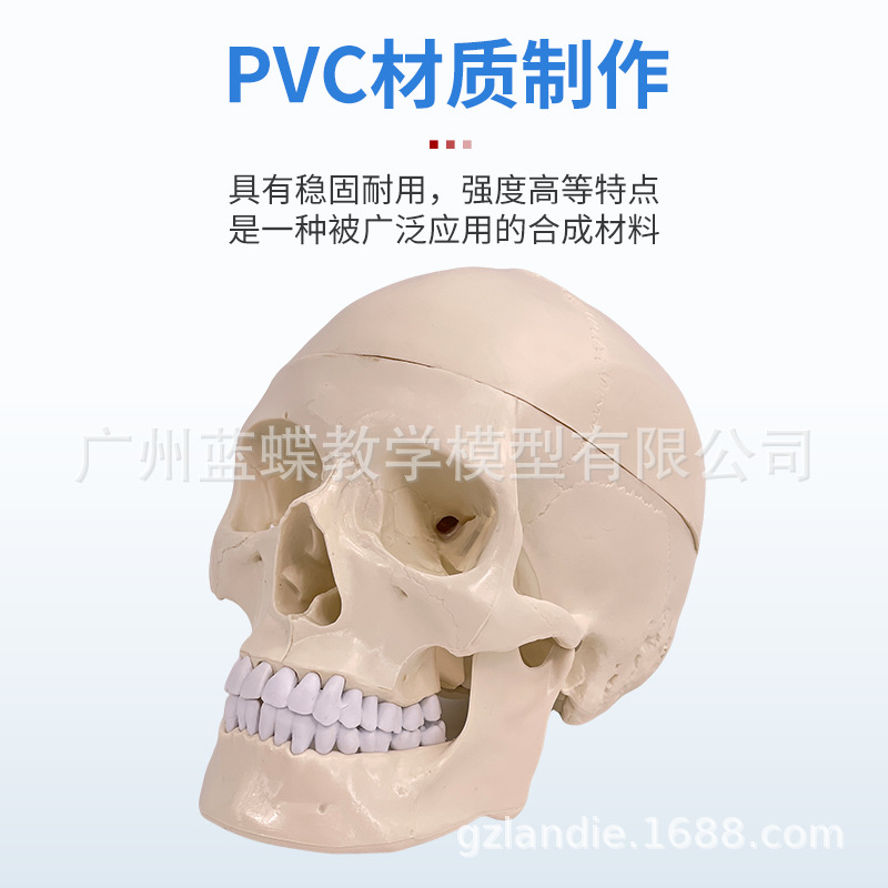 ����1��1ҽѧ��������ͷ��ģ��ͷ­�ǽ��� ��ɫͷ�Ǵ���׵�Խ���