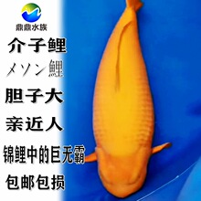 观赏鱼种日本锦鲤介子鲤小西芥子鲤鱼苗带头鱼巨型鲤亲近人活体