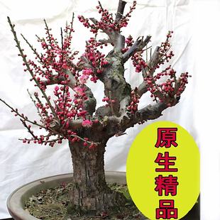 紅梅 盆栽 赤花 红梅盆栽价格报价行情- 京东