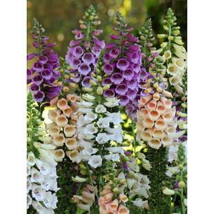 ë���S�N���ļ��׷N�҃��̨�Gֲ����ͥԺ�����ͺ�����S���N����