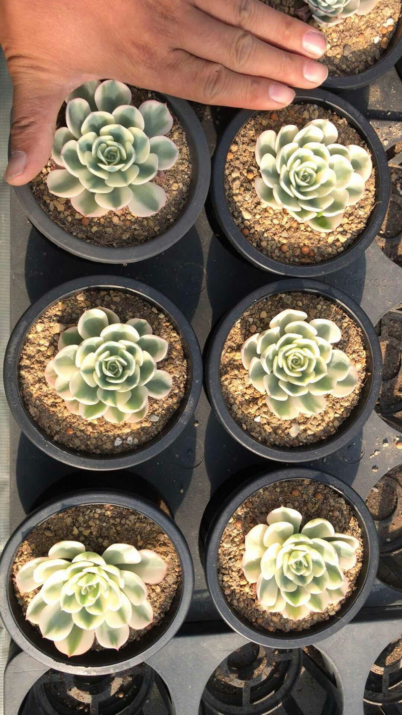 mmexport1512528642419