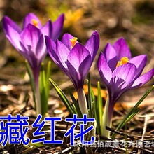 藏红花种球耐寒秋冬开花番红花西红花室内盆栽室外庭院球根