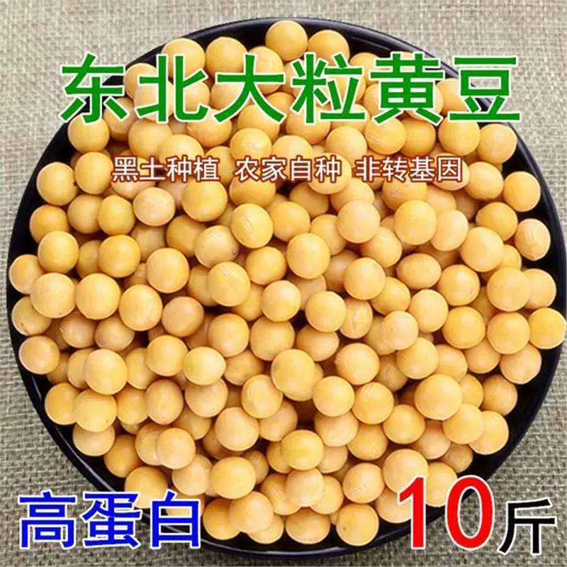 黒竜江省産大豆の発芽、東北産大豆、大豆のバルク発芽、大豆の発芽24時間発生|undefined