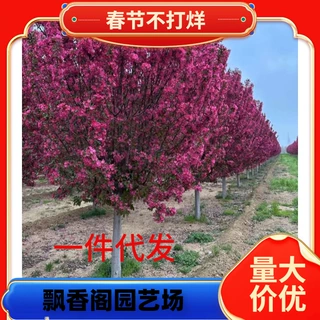 一件代发西府海棠花苗北美海棠树苗垂丝绚丽八棱海棠小苗庭院绿植