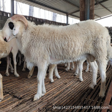 小尾寒羊養殖技術 小尾寒羊養殖廠家常年批發出售商品羊 成年羊