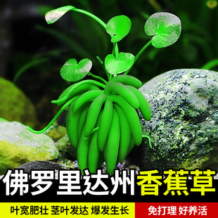 �㽶��ˮ��ֲ���~�׌����쾰�[���������ˮ��ֲ����~���B�Gֲ��