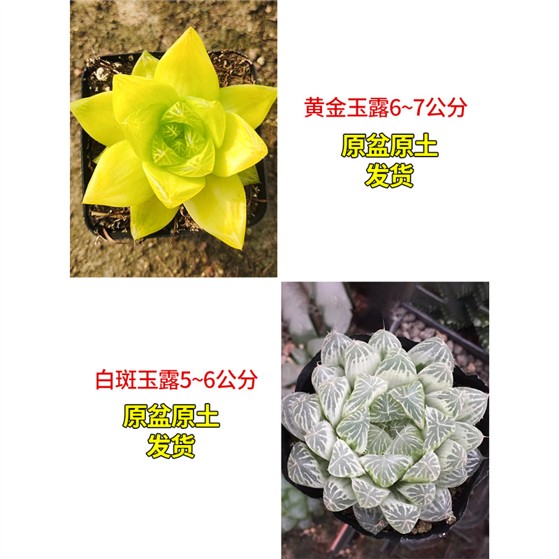 황금 옥 이슬 + 흰 반점 옥 이슬