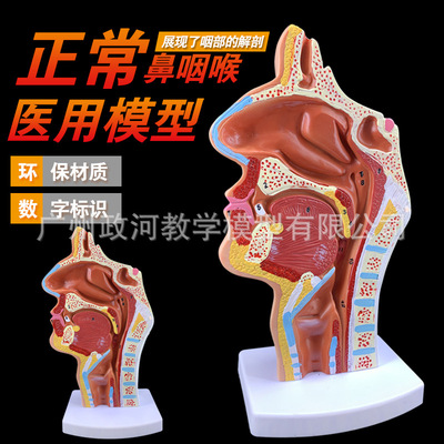 教用醫用 廠家發貨頭部解剖模型 口鼻咽喉內側面血管神經模型