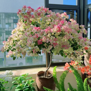 �ļt�t�ذ�����÷���Ԏ������ͺ��ļ��_���̨ͥԺ�����������e�L