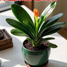 ����Ʒ���]�������m�������҃�����Gֲ���ܺ��B�׻�����m����