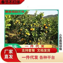 ����֦�����t�̹����Ƥ�̘��癎������^�޽�����]