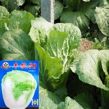�S��80���ײ˷N�ѽY��ײ˷N���S�����＾�����߲��̨�N��