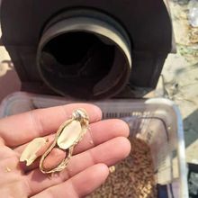 当季现炒大 小珍珠 生带壳花生晒干原味新鲜农家红皮散装