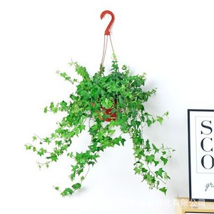 ��߅����ˮ�໨��ֲ�������҃ȴ����Gֲ�����L���ٵ��m���B�Gֲ