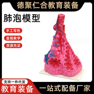 Alveolar Model Human Internal Organ Respiratory Lung Medical Demonstration Teaching Teaching Aids Lung Enlargement Display Biological Model
