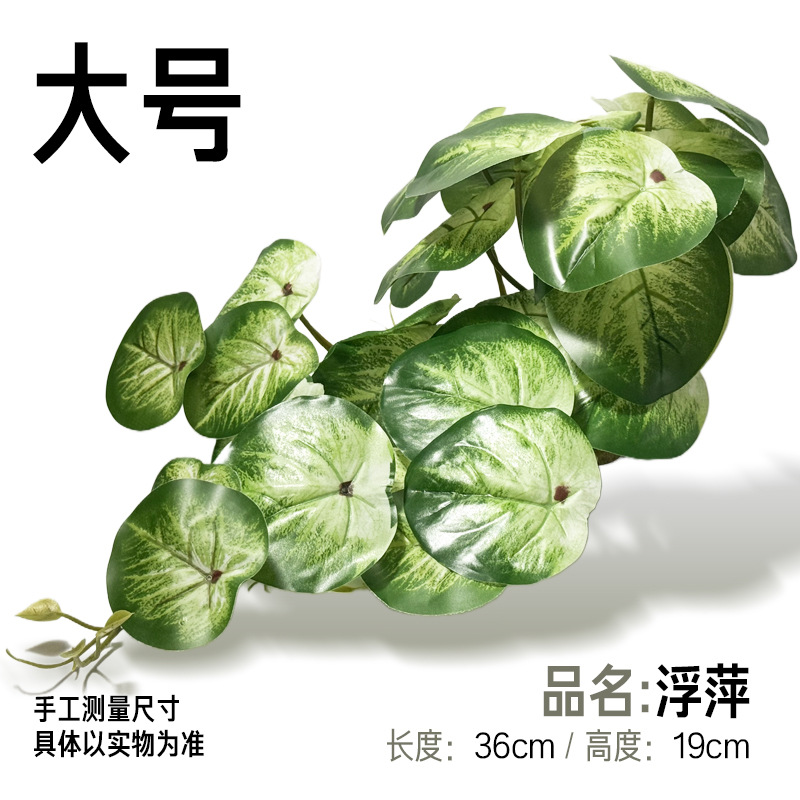 큰 개구리밥