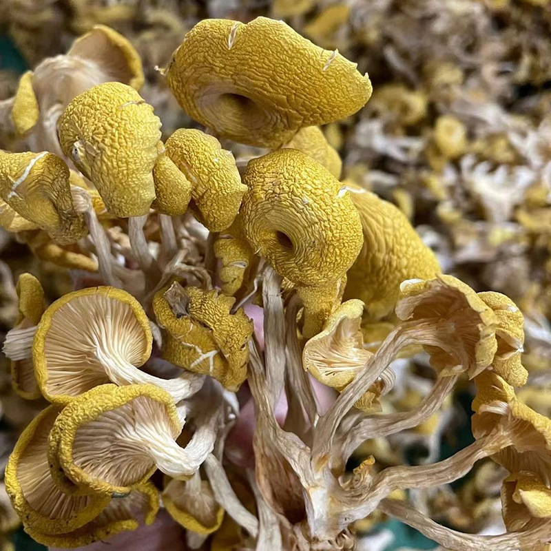 云南特产鸡油菌干货黄金菇榆黄菇香菇山珍土特产1000g包邮黄丝菌