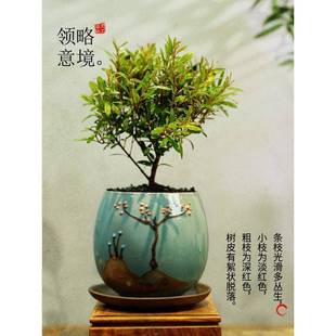 С�~�������ͥԺ�҃Ⱥ��B�ļ����������͟��ͺ������՚��^�~�Gֲ