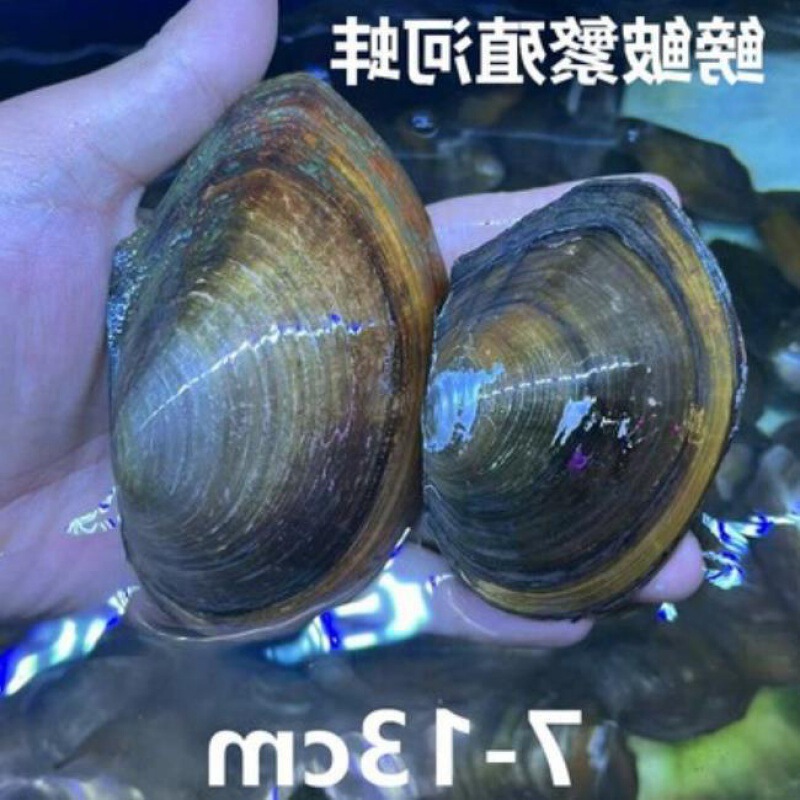 フナ、観賞魚、冷水魚、ネイティブ魚、カラフルなフナ、ハイボディフナ、小型淡水魚、飼いやすい|undefined